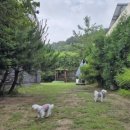 토토멍 애견풀빌라 이미지