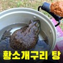 황소개구리잡아서 물에 끓이는거봄;;;;;; 들어오면 유튭 썸넬 개구리 뜸 주의 이미지