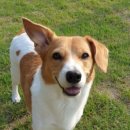 도그마실 이미지