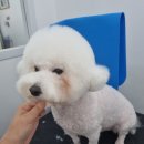 뽀독(BBODOG) 이미지