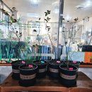 블루베리 나무 모종 심기 체험 활동 이미지