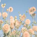 피부정원 이미지