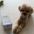 본바이오 | 강아지 관절 영양제 추천 세인트바이오랩스 조인트 솔루션 꾸준히 먹여본 후기