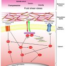 기계적에너지변환(mechanotransduction) - 수련의 몫 이미지