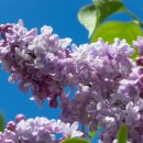 라일락 이미지