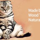 멍이냥이하우스 이미지