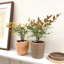 책향기교차로(1) | 四字成語 총정리 <ㄴ> 67 남지장사~남춘천역