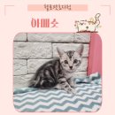 헬로펫 효자점 이미지