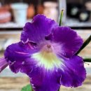 모니아(MONIA) 이미지