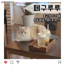그루밍154 | 🐾 동명동 고양이카페 떼구루루 방문 후기 ✨ 토요일 낮, 남자친구랑 힐링 데이트