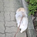 포포퍼피 | 포포벨라 강아지 하네스 S사이즈 리뷰