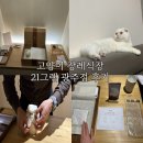 고양이 장례식장 21그램 광주점 내돈내산 후기