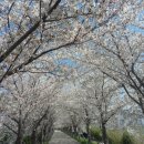 강서 낙동강30리 벚꽃축제(2025년) 이미지