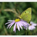 노랑나비 이미지