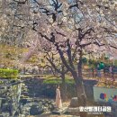 빨래터 가는 길 경 | 대구 수양벚꽃 명소 앞산빨래터공원 벚꽃 실시간 만개 개화상황 주차 팁
