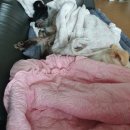 승우 축산 | 병원 홍성동물병원 강아지해외출국 멕시코출국 강아지멕시코 반려동물해외출국 동물검역 농립축산검역본부