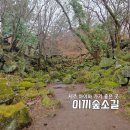 생명나무숲 | 제주 이끼숲소길 카페｜5살 아이랑 신비로운 이끼숲 산책코스
