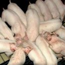 귀농영농 희망찾기-무항생제 돼지를 키우다 이미지
