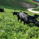 산내들흑염소 이미지