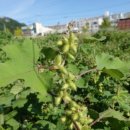 심호당한의원 | 축농증(만성 부비동염)의 한약 치료