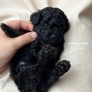 벨라켄넬 이미지