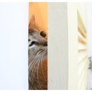 나비호텔 이미지