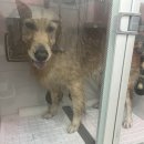 멍멍하개 이미지