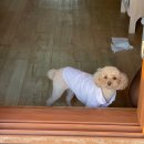 뎅뎅이랜드 이미지