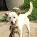 청화오리 이미지