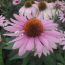 에키네시아(echinacea) ,자주루드베키아 이미지