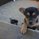 강릉아기동물농장 이미지