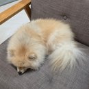 아띠스테이 이미지