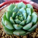 기쁨이네 이미지