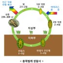 총채벌레 이미지