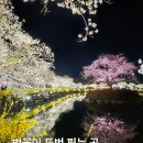 연화지 | 경북 김천 가볼만한곳 연화지 벚꽃 후기, 야경까지 예쁜 무료 명소