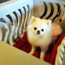 강아지 천국 이미지