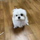 똥강아지이발소 | 옥산 댕댕이이발소 방문하다~!
