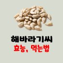 해바라기씨 효능 먹는법 (기억력에 좋은 음식) 이미지