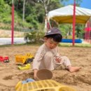 대암 팜트리 이미지