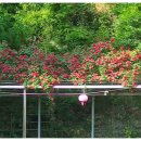 장미주유소 이미지