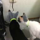 메이그루밍 이미지