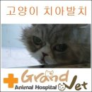 그랜드벳동물병원 이미지