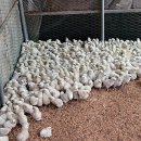 부성2농장 이미지