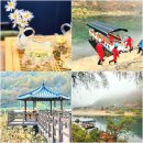 서시래연화마을 | 가볼만한곳 평창 백룡동굴 탐험 꽃차체험 서시래연화마을 로컬여행 송어 플라이낚시 체험까지 알찬 농촌...