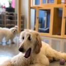 댕댕이 머리방 이미지