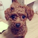 메트로동물병원 이미지