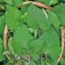 이종현농장 | 봄에 먹는 취나물 오니취를 아시나요?