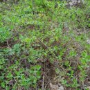 다래와 잣나무 이미지