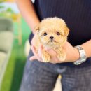 광산구-037 | 광주강아지분양 하나만 기억하세요.