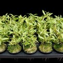 보옥농장 이미지